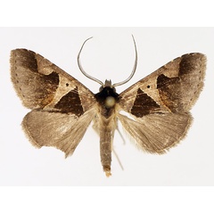 /filer/webapps/moths/media/images/A/angulilinea_Anoba_AM_TMSA_04.jpg