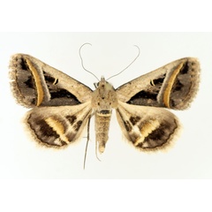 /filer/webapps/moths/media/images/T/trimeni_Acantholipes_AM_TMSA_01.jpg