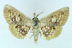 Cecidothyris pexa guttulata