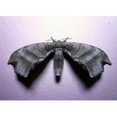 /filer/webapps/moths/media/images/G/gracilis_Gracilanja_A_Ajibade.JPG