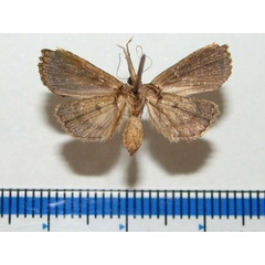 /filer/webapps/moths/media/images/T/taruensis_Zekelita_A_Goffb_01.jpg