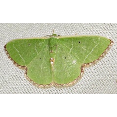 /filer/webapps/moths/media/images/L/leucospilata_Comibaena_A_Braun_13.jpg