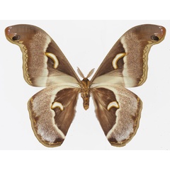 /filer/webapps/moths/media/images/P/ploetzi_Epiphora_AM_Basquinb.jpg