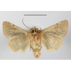 /filer/webapps/moths/media/images/C/canroberti_Ammetopa_AF_MGCLb_02.JPG