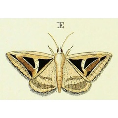 /filer/webapps/moths/media/images/H/hyppasia_Trigonodes_Cramer3_250_E.jpg