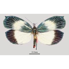 /filer/webapps/moths/media/images/G/grandis_Ommatothelxis_AM_ANHRTa.JPG
