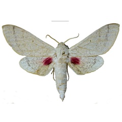 /filer/webapps/moths/media/images/S/schreieri_Neoclanis_PTM_EMEM_01a.jpg
