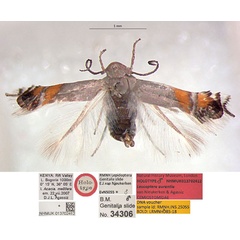 /filer/webapps/moths/media/images/A/aurantia_Leucoptera_HT_NHMUK.jpg