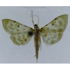 /filer/webapps/moths/media/images/V/viridalis_Notarcha_HT_ZSM.jpg