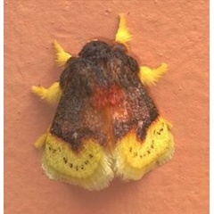 /filer/webapps/moths/media/images/P/purpuripulcra_Chrysamma_A_Hoier_01.jpg