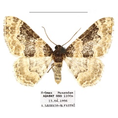 /filer/webapps/moths/media/images/U/unicata_Protorhoe_AF_RBINS_01.jpg