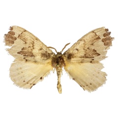 /filer/webapps/moths/media/images/P/plagiatus_Stenoglene_AM_ZMJU.jpg