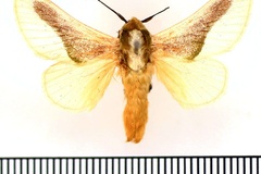 Latoia nivosa