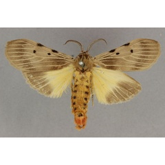 /filer/webapps/moths/media/images/G/griseipennis_Stenarctia_HT_BMNH.jpg