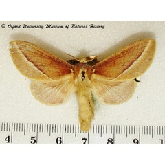 /filer/webapps/moths/media/images/B/butiti_Streblote_A_OUMNH_02.jpg