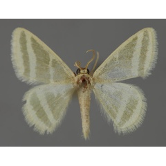 /filer/webapps/moths/media/images/A/albistrigata_Mixocera_A_ZSM_01.jpg