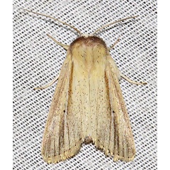 /filer/webapps/moths/media/images/N/nigrisparsa_Mythimna_A_Braun_09.jpg