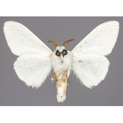 /filer/webapps/moths/media/images/G/galactina_Eudasychira_AM_Golovizinb.jpg
