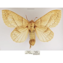 /filer/webapps/moths/media/images/S/sordida_Philotherma_AF_TMSA.jpg