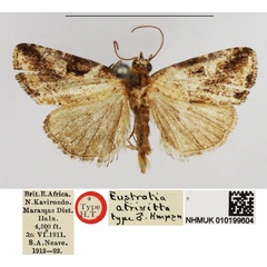 /filer/webapps/moths/media/images/A/atrivitta_Eustrotia_HT_NHMUK.jpg