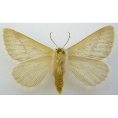 /filer/webapps/moths/media/images/P/patagiata_Phiala_HT_NHMUKb.jpg