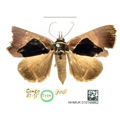 /filer/webapps/moths/media/images/A/albicincta_Athyrma_HT_BMNH_kXCCdiO.jpg