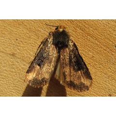 /filer/webapps/moths/media/images/I/intendens_Micragrotis_A_Heymansa.jpg