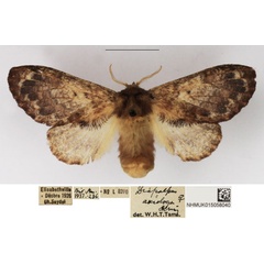/filer/webapps/moths/media/images/A/axiologa_Diapalpus_AF_NHMUK_01.jpg