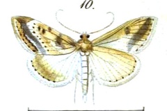 Evergestis nomadalis