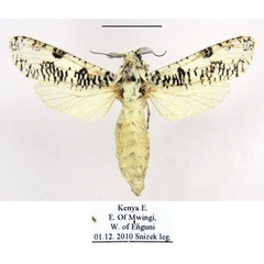 /filer/webapps/moths/media/images/S/snizeki_Azygophleps_HT_MWM.jpg