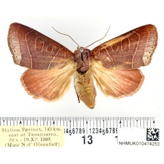 /filer/webapps/moths/media/images/R/remyi_Diadocis_AF_BMNH_01.jpg