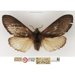 /filer/webapps/moths/media/images/C/concolor_Pachypasa_HT_NHMUK.jpg