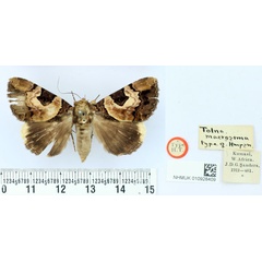 /filer/webapps/moths/media/images/M/macrosema_Tolna_HT_BMNH.jpg