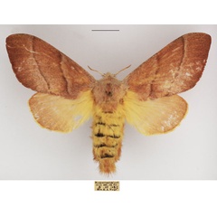 /filer/webapps/moths/media/images/B/bilinea_Cleopatrina_AF_TMSA.jpg