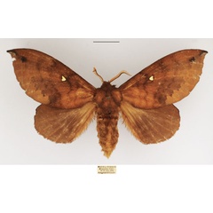 /filer/webapps/moths/media/images/L/leighi_Mallocampa_AF_TMSA.jpg