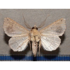 /filer/webapps/moths/media/images/P/pectinicornis_Euheterospila_AM_Goffb_02.JPG