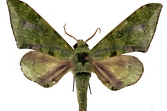 Chloroclanis virescens virescens
