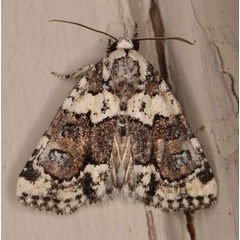 /filer/webapps/moths/media/images/L/leucomelaena_Cryphia_A_Heyns_02.jpg