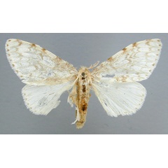 /filer/webapps/moths/media/images/D/dubia_Lymantica_A_RMCA_03.jpg