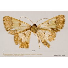 /filer/webapps/moths/media/images/G/glareosa_Zamarada_AF_ZMUC.jpg