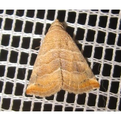 /filer/webapps/moths/media/images/B/baccalix_Eublemma_A_Bippus.jpg