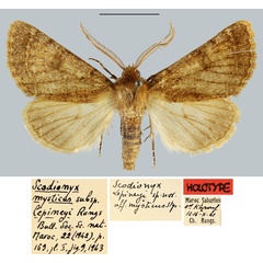 /filer/webapps/moths/media/images/L/lepineyi_Scodionyx_HT_MNHN.jpg