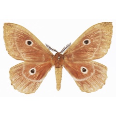 /filer/webapps/moths/media/images/W/widenti_Melanocera_AM_Basquina.jpg