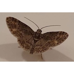 /filer/webapps/moths/media/images/N/nanula_Mesocolpia_AF_Glibert.jpg