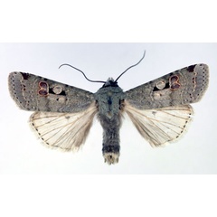 /filer/webapps/moths/media/images/P/pudens_Mabilleana_AM_Aulombard.jpg