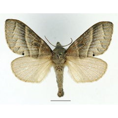 /filer/webapps/moths/media/images/M/metallicus_Bombycopsis_AF_Basquin.jpg