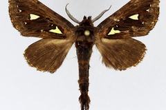 Ptilura argyraspis