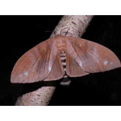 /filer/webapps/moths/media/images/C/contraria_Pachymeta_AF_Coppens_02.jpg