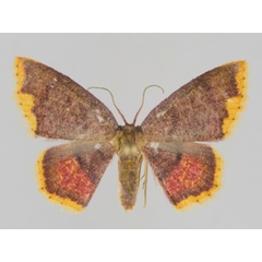 /filer/webapps/moths/media/images/N/nigribasalis_Chrysocraspeda_A_Brehm.jpg