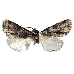 /filer/webapps/moths/media/images/B/berioi_Berionycta_HT_Behounek.jpg